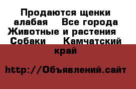 Продаются щенки алабая  - Все города Животные и растения » Собаки   . Камчатский край